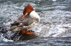 Merganser.JPG