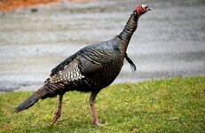 turkey in rain.jpg