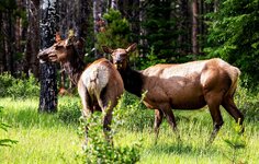 _P1A5314-elkcows1 copy.jpg