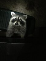 IMG_9964.jpeg