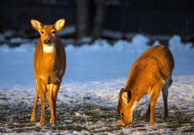 deerfam.jpg