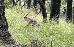 buck.jpg