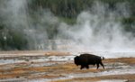 IMG_0219 Buffalo in the steam cropped.jpg