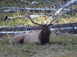 IMG_3692 Bull elk laying downa.jpg