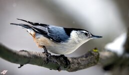 nuthatch copy.jpg