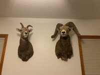 IMG_5535.jpeg