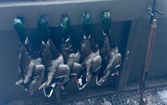 IMG_2743.jpeg
