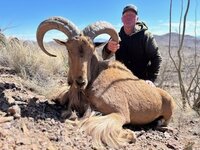 Aoudad 2024  .jpg