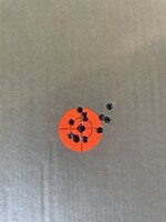 IMG_5273.jpeg