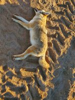 IMG_3978.jpeg
