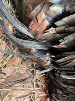 IMG_0632.jpeg