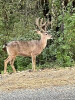 IMG_0993.jpeg