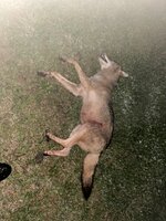 IMG_4138.jpeg