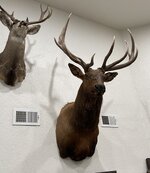 IMG_2235.jpeg