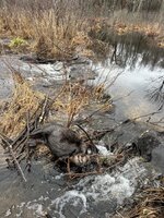 IMG_3444.jpeg