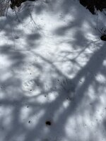 IMG_4186.jpeg