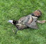 IMG_6495.jpeg