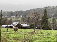 IMG_7621.jpeg