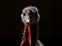 Turkey2-3860758315~2.jpg