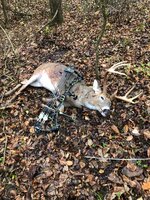 11-6 Buck 3.jpg