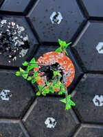 IMG_6004.jpeg
