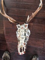 Pottery Elk Skull.jpg