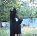 blackbear.jpg