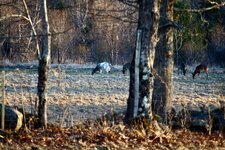 IMG_3530.jpeg