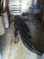 IMG_1269.jpeg