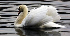swan12-2.jpg