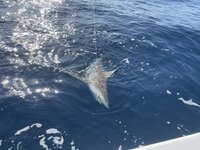 IMG_3281.jpeg