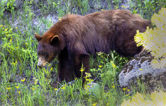 bearcub.jpg