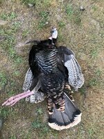 IMG_0251.jpeg