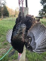 IMG_0256.jpeg