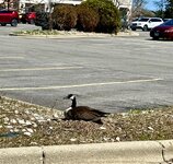 IMG_9803.jpeg