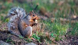 squirrel4.jpg
