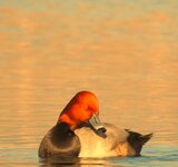 redhead_sunset.jpg