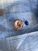 IMG_3368.jpeg