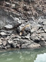 IMG_1683.jpeg
