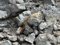 IMG_1687.jpeg