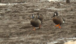 BlueWingTeal.JPG