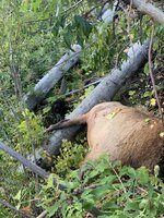 IMG_0521.jpeg