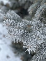 IMG_2908.jpeg