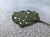 Leaf.jpg