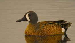bluewing2.JPG