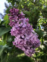 IMG_1101_Original.jpeg