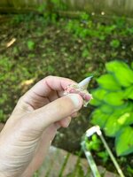 IMG_0133.jpeg