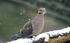 mourningdoeinsnow.jpg