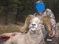 Sheep2.JPG