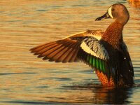 BlueWingFlapping2_cropped.JPG